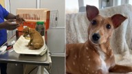 New Jersey Girl Rescues Pup Who Looks Like A Real