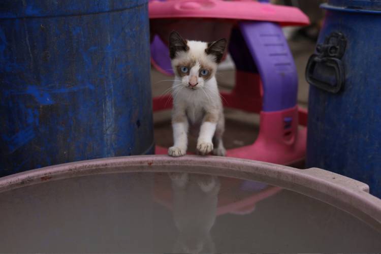 Lanzan campaña integral contra el maltrato animal