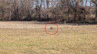 Pennsylvania Child Spots Unusual Creature By Fence And Calls For Rescuers