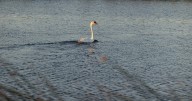 California’s newest invaders are beautiful swans. Should hunters kill them?