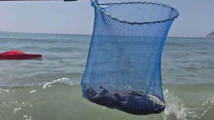 Dead rats wash ashore on famed beach at Brit holiday hotspot as sunbathers 'forced to flee the rodents'