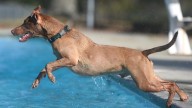 Pooch Plunge in Wilmington: What to know about the dates…