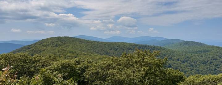 Trump’s Call to Log More Forests to Face Lawsuits, a Soft Market