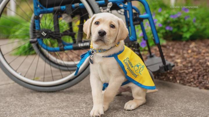 Catch Puget Sound Canine Companions puppies at Seahawks Training Camp
