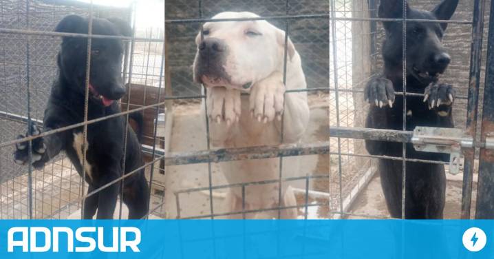 14:29 Con un álbum de fotos de perros, convocan a familias que quieran adoptar mascotas