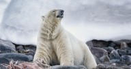 Camera Club Members Will Exhibit Works At Mashpee Library