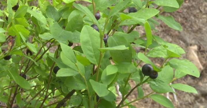 Picking and protecting prized huckleberries a way of life for Montanans
