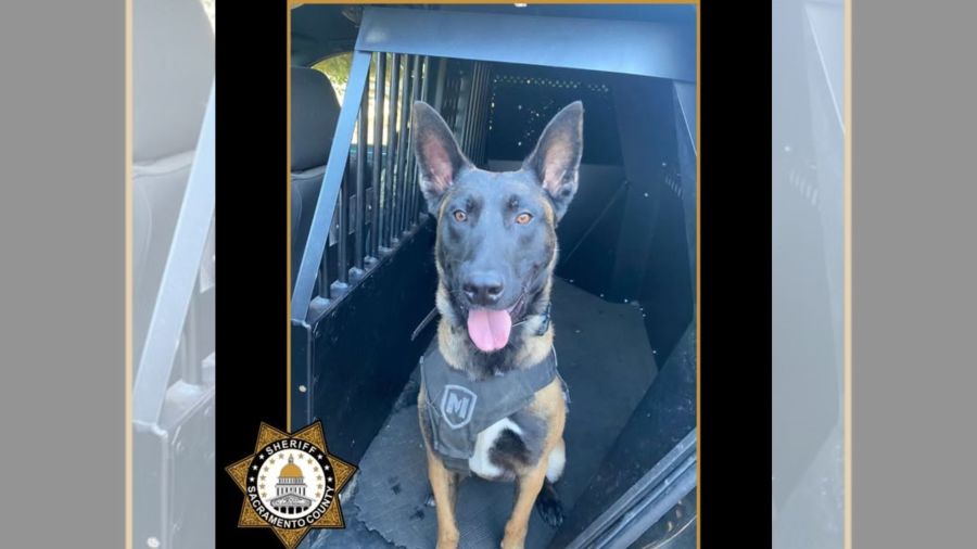 Sheriff KP Falco made first arrest, Sacramento deputies say