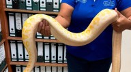 Profepa asegura una pitón de Birmania en Ciudad Juárez