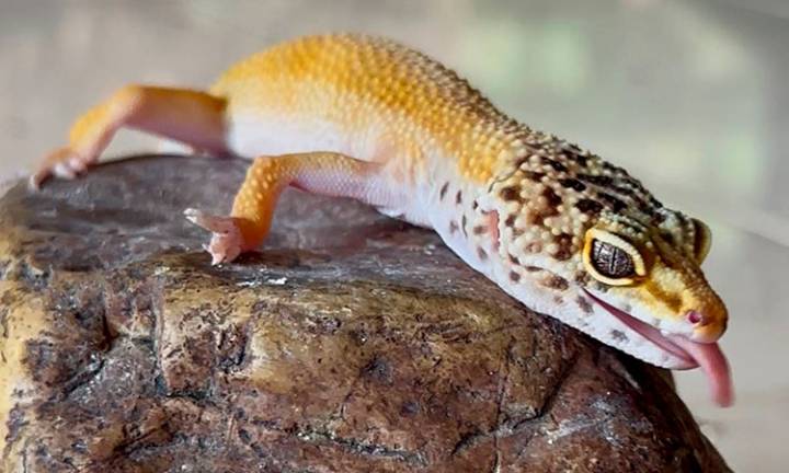 CVC advierte sobre riesgo ambiental del gecko leopardo exótico
