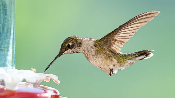 The Popular Variety Of Cactus That Attracts Hummingbirds To Your Yard
