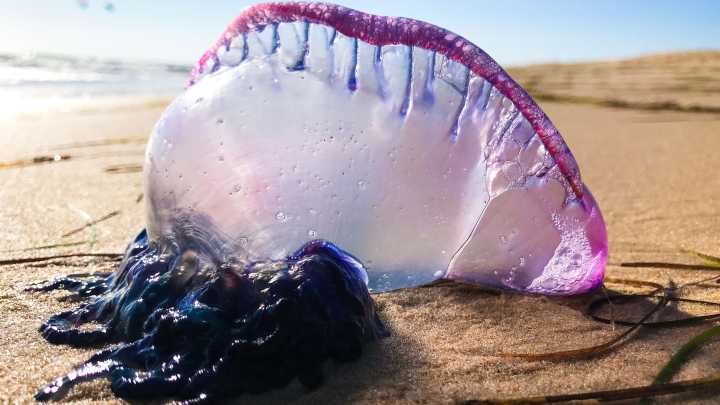Alerta por el aumento de carabelas portuguesas en las playas del Cantábrico