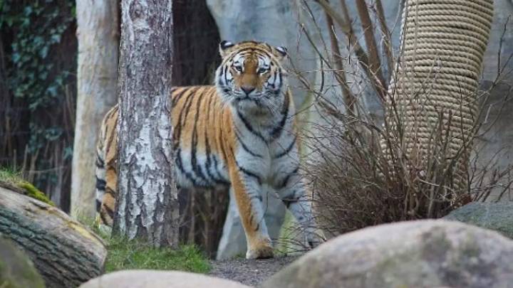 Zoológico de Alemania causa controversia al sacrificar a dos cachorros de tigre siberiano