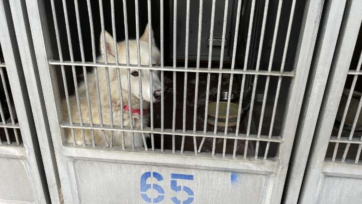 Buried audit found major problems at San Diego County animal shelters. Issues still persist