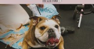 The cost for injury or illness for dogs can be high, but the Izzie Fund helps