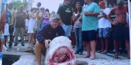 Local fisherman recalls the real shark used in Jaws, and the Sarasota club behind it