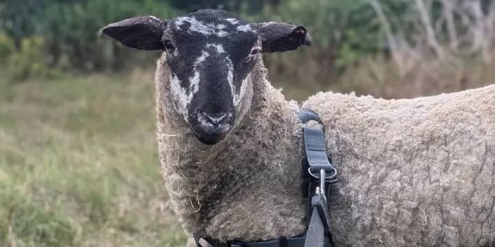 Federation Calls for Livestock Protocol for Evacuations
