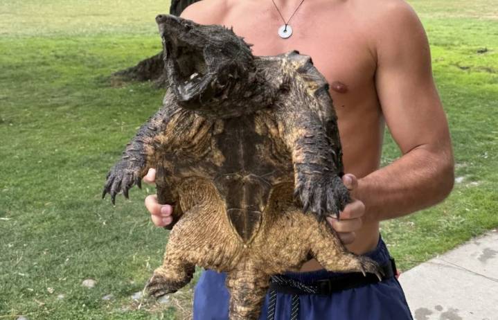Kirkland lifeguard removes invasive turtle from Juanita Beach