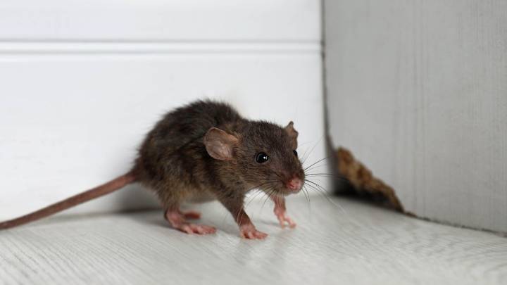 'If a pen can fit in the gap, a rat probably can too' — pest expert urges homeowners to take these preventative steps now