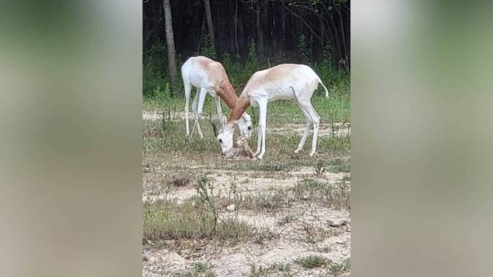 Baton Rouge Zoo welcomes birth of one of the 'most endangered gazelles in the world'