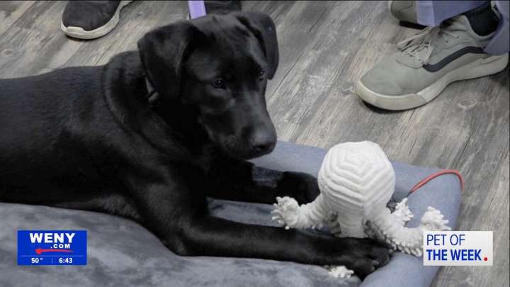 WENY's Pet of the Week: Energetic Pup Gannon Looking for a Home