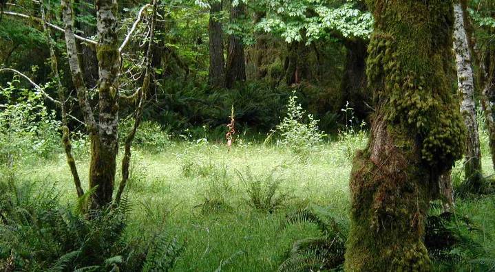 Washington to Protect the Old-Growth Forests of Tomorrow, Creates 77,000 Acres of ‘Legacy Forests’
