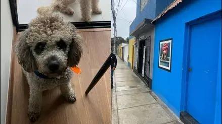 San Miguel: buscan a perrito Romeo que se perdió tras escapar de local de baño