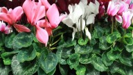 Conocé las razones más comunes por las que tus plantas mueren en pleno Invierno