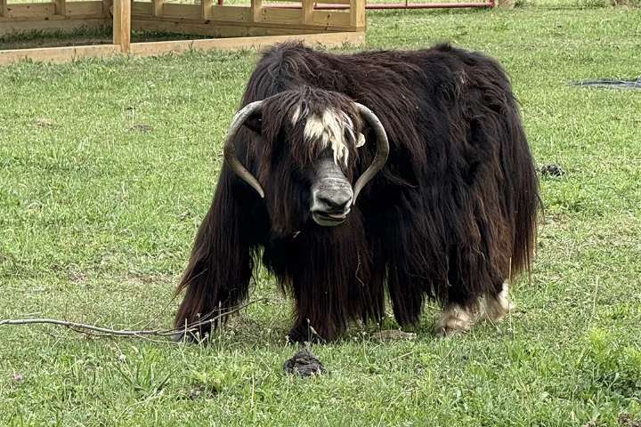 Woolly Yak Ranch preparing for pawpaw, persimmon season  