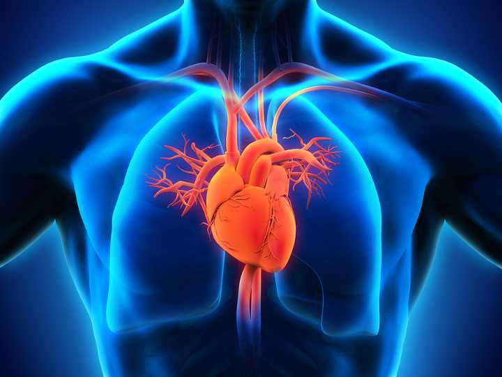 HUYETT: An NH-Affiliated Company Growing Artificial Hearts Should Test Them in NH.