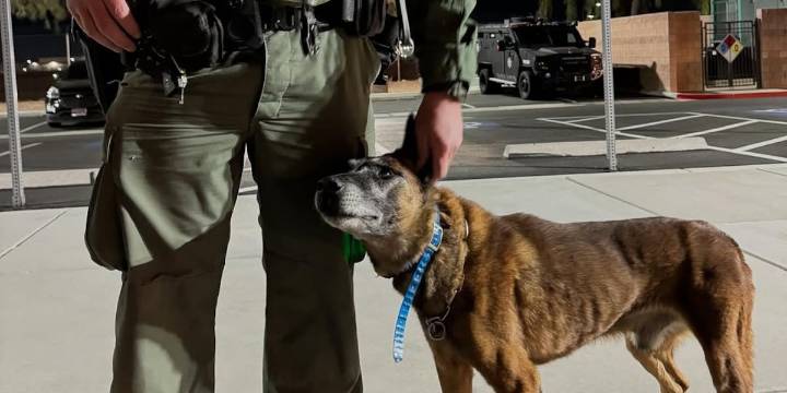 Retired Las Vegas K9 officer Hunter dies, police announce