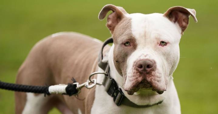 Two boys, 7 and 9, mauled by family dogs including XL Bully in same area