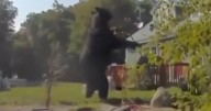 Unbearable BBQ bandit: 400-lb bear steals grill, looking for morsels in Massachusetts town