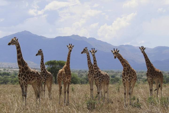 How many giraffe species are in Africa? New scientific analysis quadruples the count