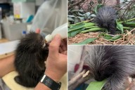 Zookeepers save life of baby porcupine with this type of therapy