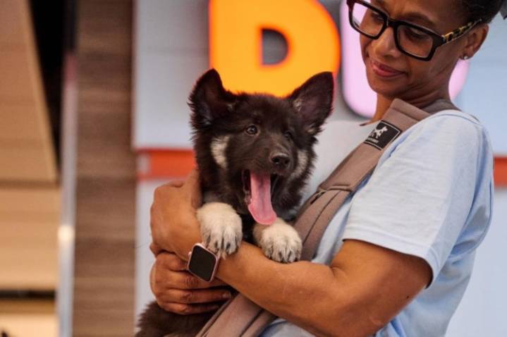 Hopkins Hounds: Airport now offers therapy dogs