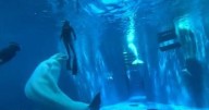 Beluga whale attacks divers inside aquarium tank as visitors scream in horror