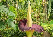La flor que huele a muerte pero todos quieren ver: descubriendo la rara y fugaz "flor cadáver"