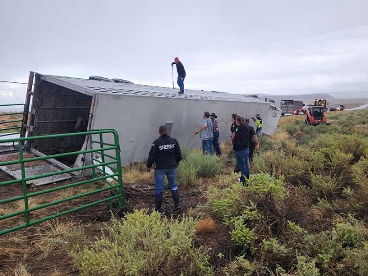 Semitrailer hauling 31 horses rolls over in San Juan County, killing 4 of them
