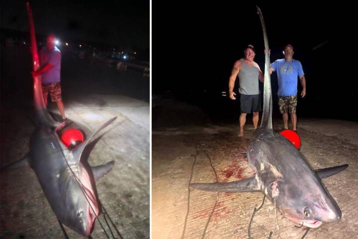 700-pound shark caught off Connecticut coast may break state record: 'Holy Mackerel'