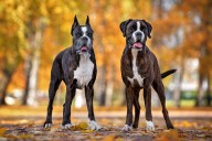 15 Brave Dog Breeds Who'd Do Anything for Their Humans