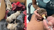 New York Resident Finds Nine Newborn Puppies Cruelly Thrown From Car And Acts Quickly
