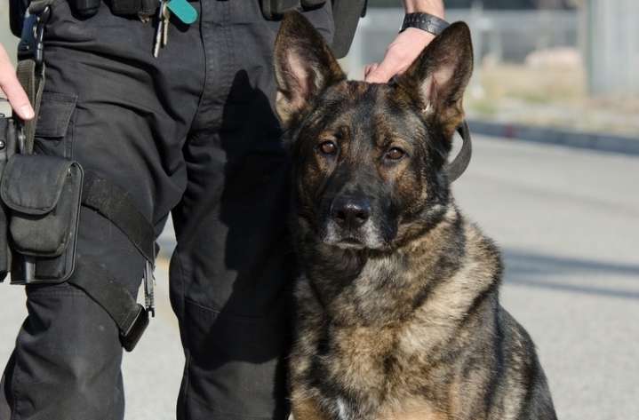 Woman admits to having glass pipe when K-9 sniffs out narcotics at traffic stop