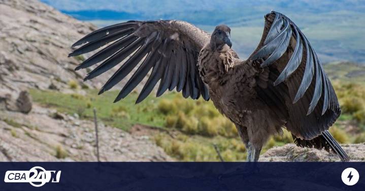 Declaran "Monumento Natural provincial" a ocho especies animales en Córdoba
