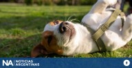"Mata-perros" en Las Cañitas: convocan a una marcha para pedir justicia por los animales envenenados
