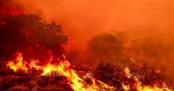 The Trump administration wants to build more roads through national forests