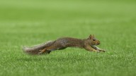 Squirrel runs onto Yankee Stadium field during Red Sox