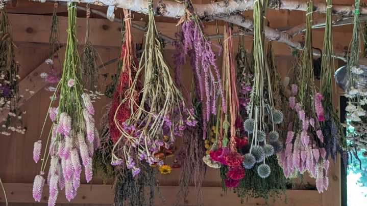Are Ants Taking Over Your Home? Your Dried Flower Decor May Be The Culprit