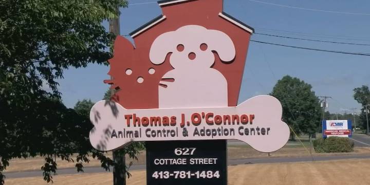 MSPCA looks for homes for French bulldogs