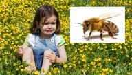 Child Playing In Meadow Stung By Fish